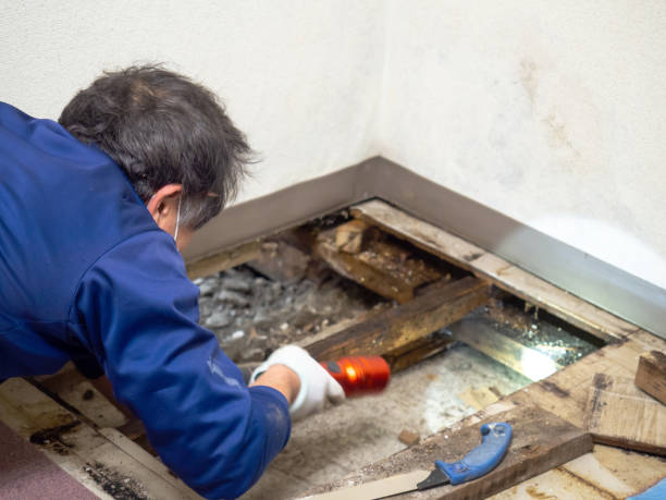 Best Certified Mold Removal  in Fostoria, OH