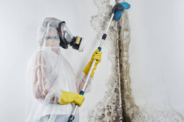 Best Mold Damage Repair  in Fostoria, OH