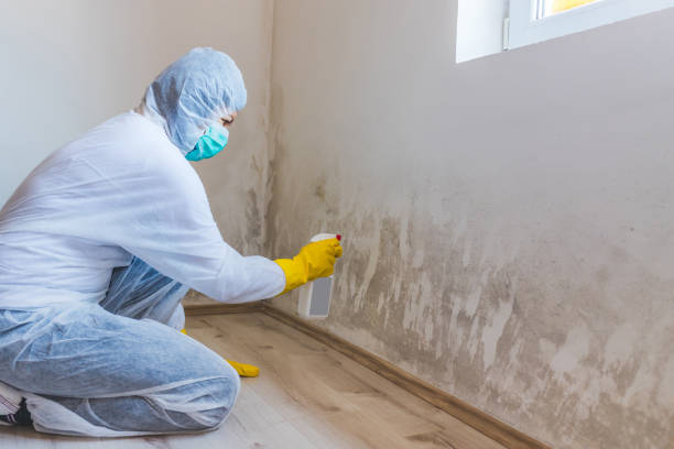 Mold Testing and Removal in Fostoria, OH