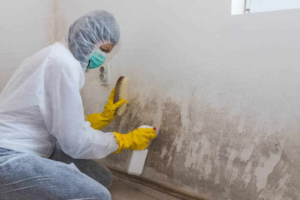 Best Local Mold Removal Service  in Fostoria, OH