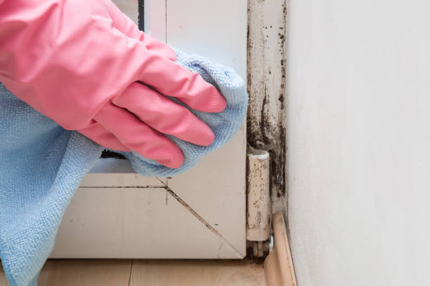 Best Professional Mold Removal  in Fostoria, OH