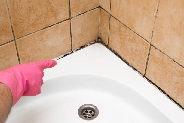 Best Toxic Mold Removal  in Fostoria, OH